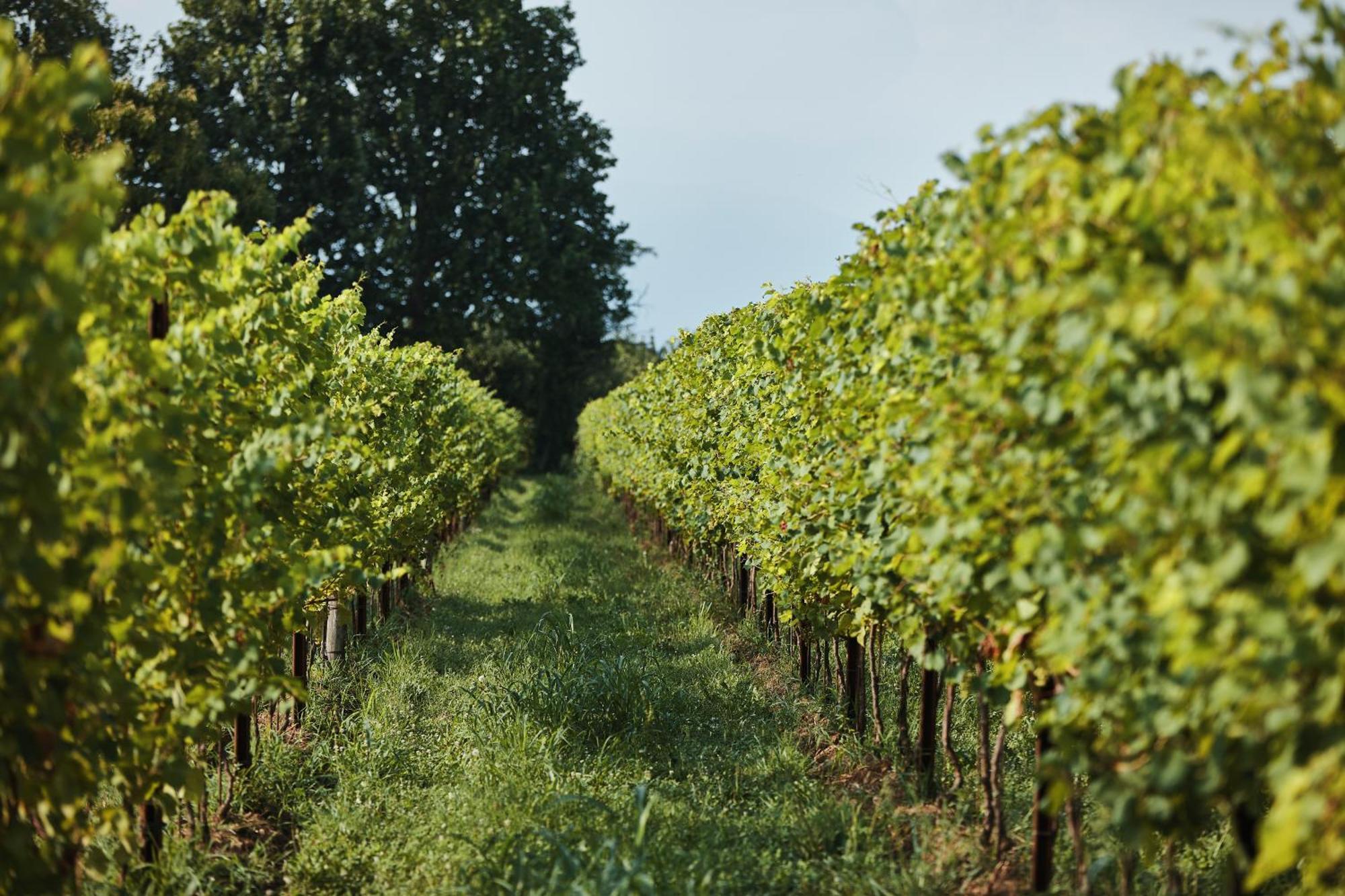 Agriturismo Zapparè Trevignano Esterno foto